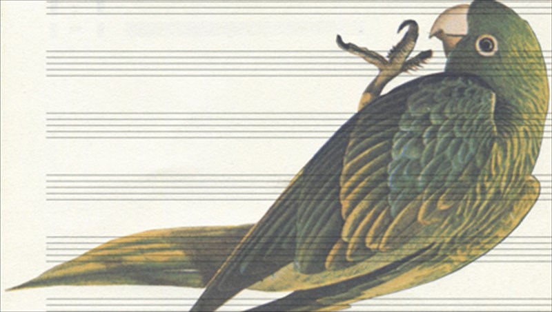 i-eleni-kamma-epimenei-oti-p-opos-politiki-p-opos-papagaloi