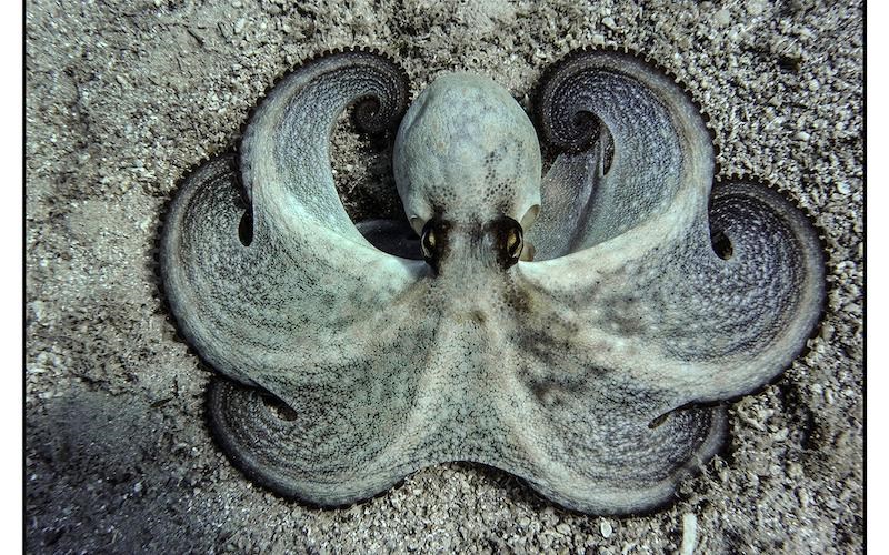 mia-xromatisti-ekthesi-enos-amfibiou-fotografou