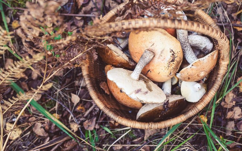 pos-aksiopoioun-ta-manitaria-sta-grebena