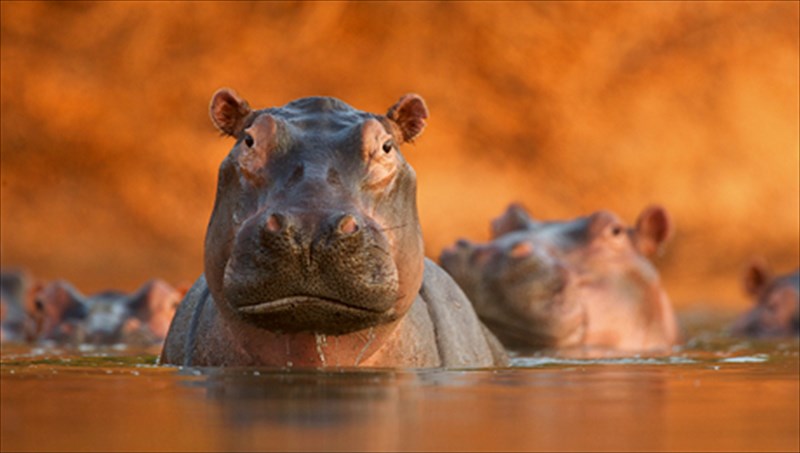 i-agria-fusi-taksideuei-stothe-mall-athens