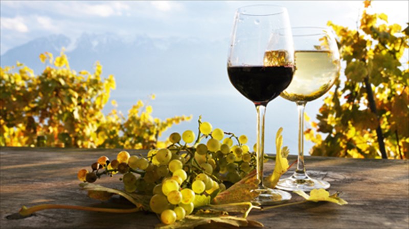 giortino-triimero-gia-to-krasi-sti-nemea