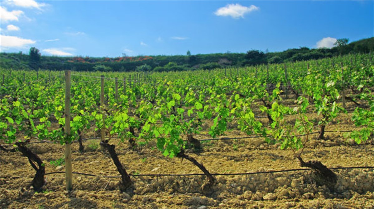 h-basilissa-perioxi-tou-italikou-krasiou