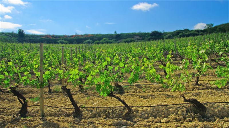 h-basilissa-perioxi-tou-italikou-krasiou