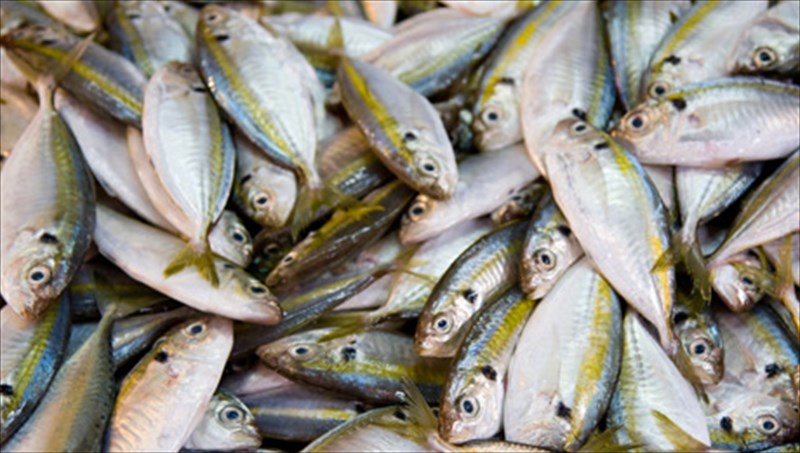 psaria-kai-thalassina-pou-prepei-na-trome-i-na-apofeugoume-na-apofeugoume