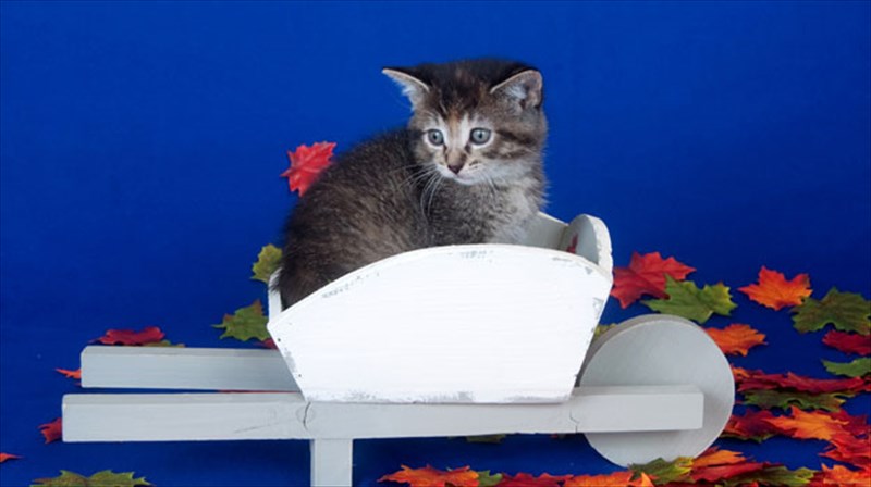 zorz-simenon-kai-kolet-i-gata-os-aitia-diazugiou-gata-os-aitia-diazugiou