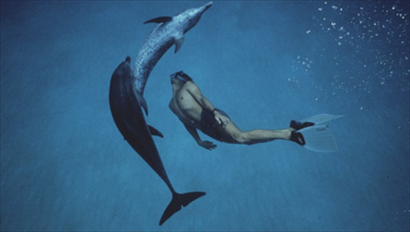 ta-delfinia-therapeuoun-tin-psuxi-enos-efibou