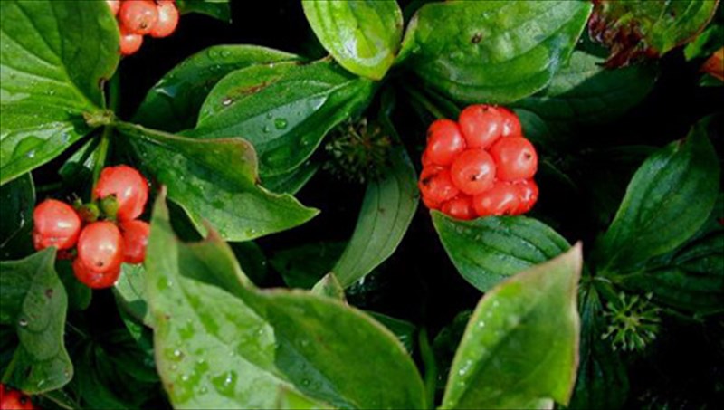 krana-enas-agnostos-karpos-me-simantika-ofeli-gia-tin-ugeia