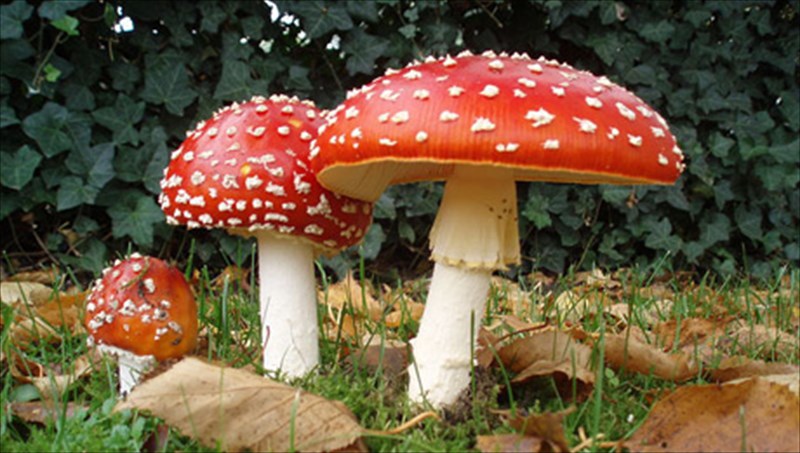 ola-osa-prepei-na-kserete-gia-ta-manitaria-kai-merika-akomi