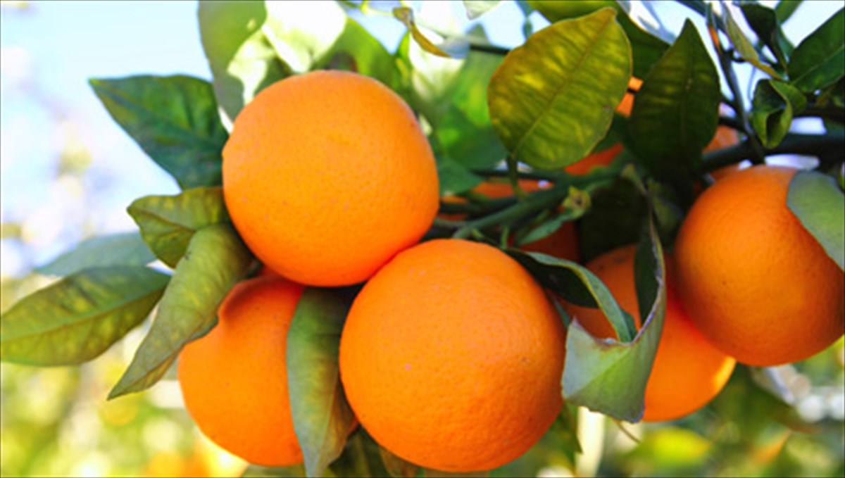 Αποτέλεσμα εικόνας για πορτοκαλια