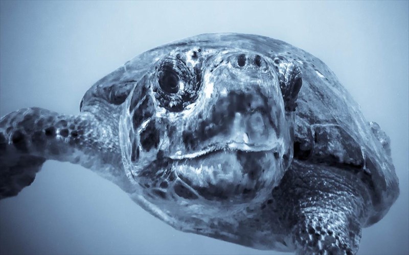 ocean-of-dreams-katadusi-stis-anamniseis