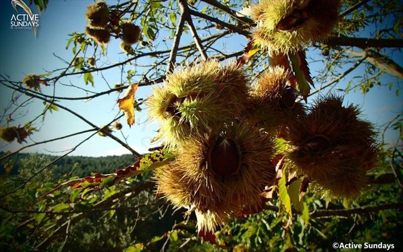 fthinoporini-pezoporia-se-dasos-sas-perimenei-ton-oktobrio