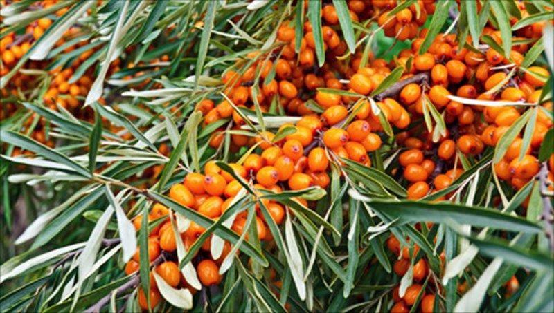 ippofaes-mia-upertrofi-apo-tin-arxaiotita