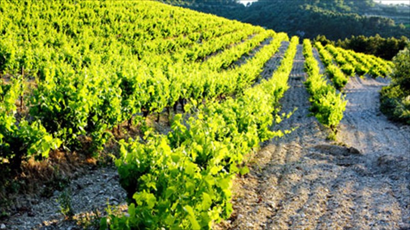 ta-panta-gia-ton-elliniko-ampelona-se-3-meres-meres