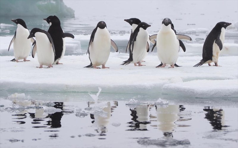 oi-pigkouinoi-tis-antarktikis-kinduneuoun-apo-tous-touristes