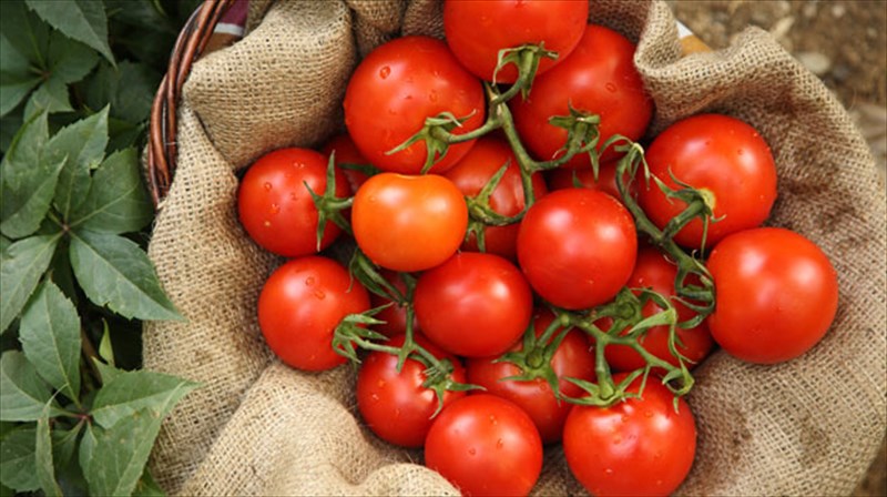 trofima-stametra-mas