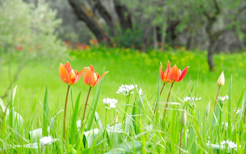 anoiksi-stin-ellada-pou-na-apodrasete