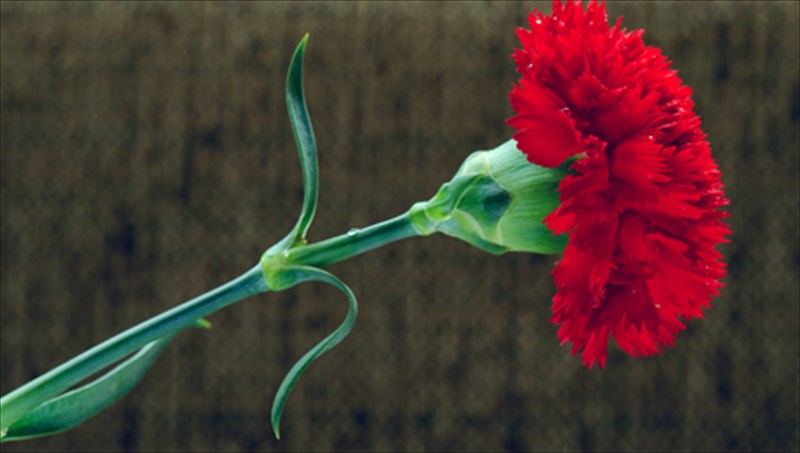 o-anthropos-me-to-garifalo-epistrefei-sto-nouar-tou-nikou-dabbeta