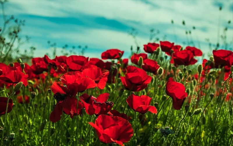 landscapes-to-megaleio-tis-fusis-se-mia-thematiki-ekthesi-fotografias