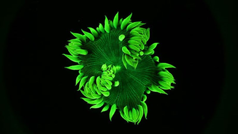 to-therino-iliostasio-kanei-parea-st-astra