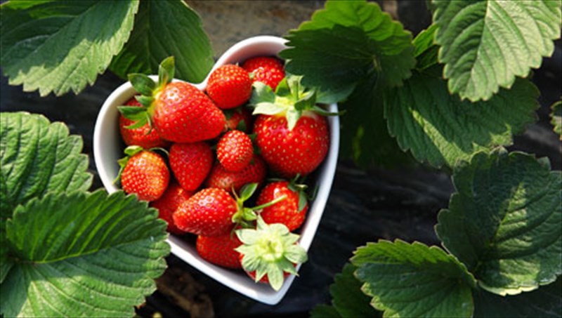 12-trofes-pou-katapolemoun-to-iliako-egkauma