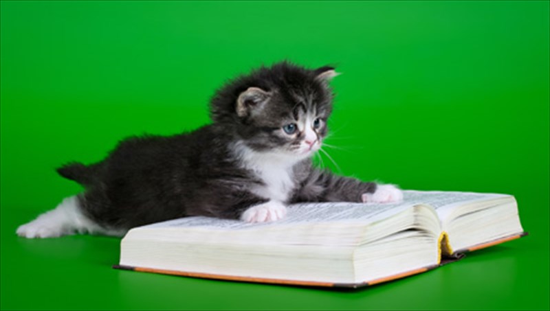 ogatofilos-louis-sepoulbeda