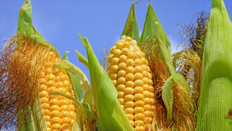 to-nostimo-kalampoki-kai-i-diatrofiki-tou-aksia-diatrofiki-tou-aksia