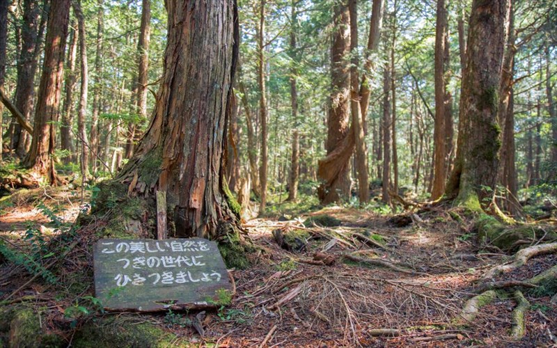 deite-to-pio-dusoiono-dasos-tis-iaponias