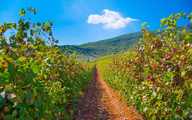 to-egreekwine-mas-epimorfonei-gia-to-elliniko-krasi-apo-to-spiti-mas