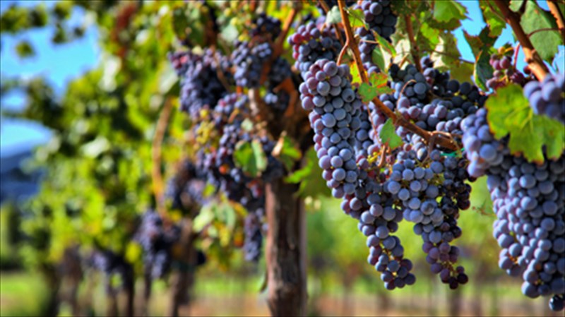 megales-meres-tis-nemeas-to-agiorgitiko-se-rolo-protagonisti