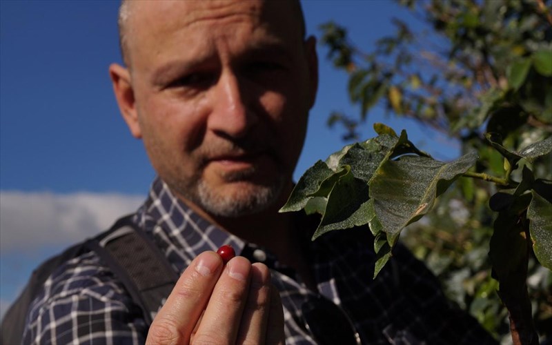 poia-einai-i-poreia-tou-kafe-mexri-na-ftasei-sto-flitzani-poreia-tou-kafe-mexri-na-ftasei-sto-flitzani