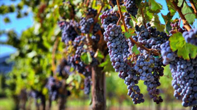 agiorgitiko-to-krasi-me-ta-xilia-prosopa