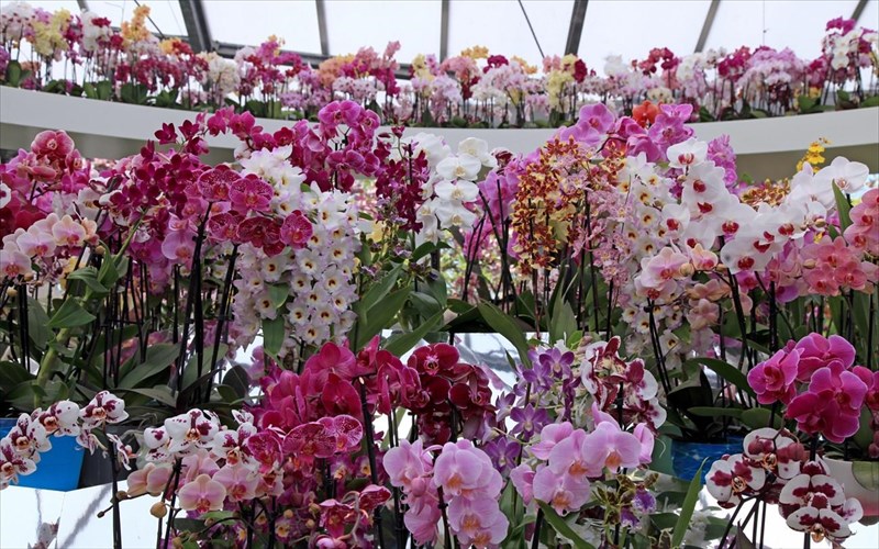 i-66i-anthokomiki-ekthesi-kifisias-ksekina