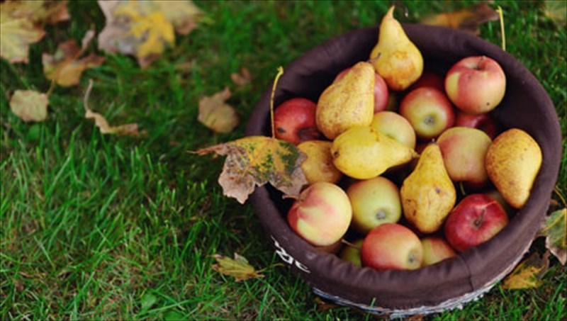 13-fthinoporines-upertrofes