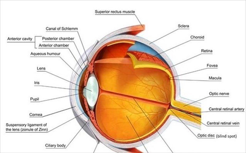 texnito-mati-me-dunatotites-pou-ksepernoun-autes-tou-anthropinou