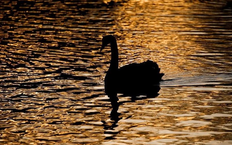 i-theoria-tou-maurou-kuknou