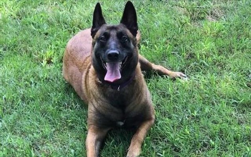 skulos-proeidopoiise-gia-fotia-se-geitoniko-spiti