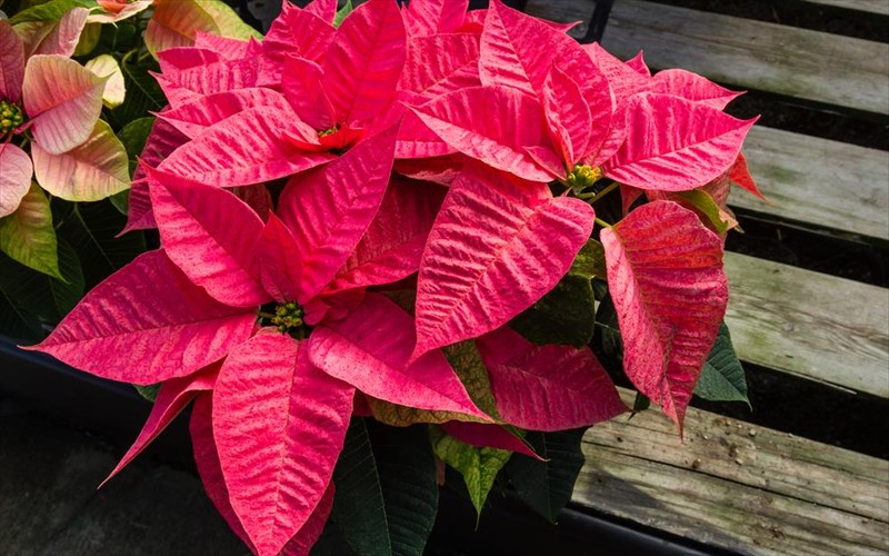 pos-na-aksiopoiisete-to-aleksandrino-sto-spiti-sas