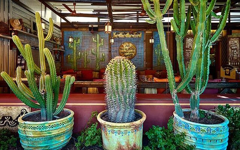 tessera-eksotika-stekia-gia-fagito