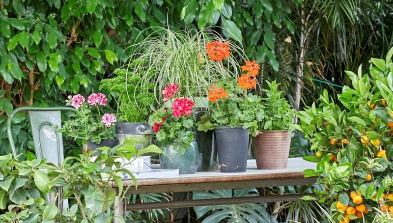 diy-idees-me-gerania-gia-to-teleio-kalokairino-mpalkoni