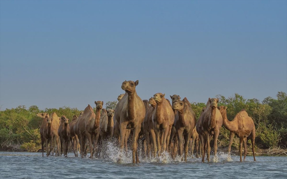 saoudiki-arabia-kamila