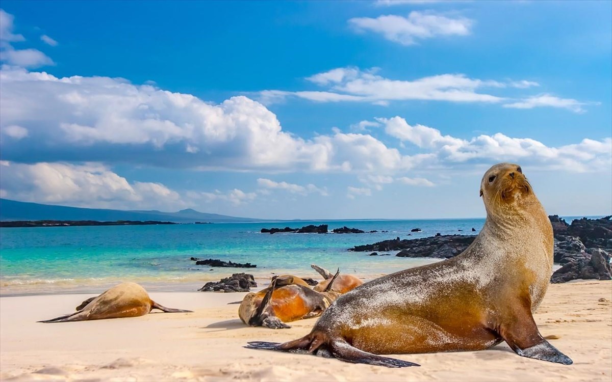 ecuadorthegalapagosislandssealsaresleepingonthebeach