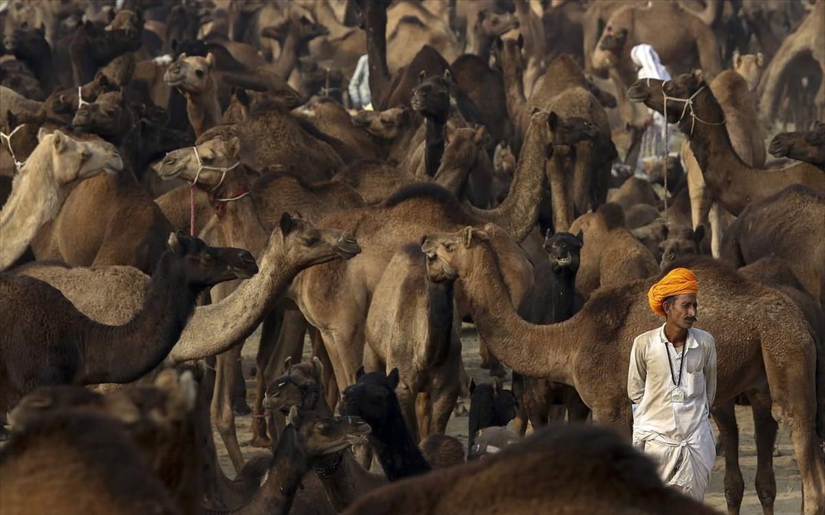 pushkar-fair-pushkar-ka-mela-rajasthan-india-festibal-kamiles-india-ratzastan
