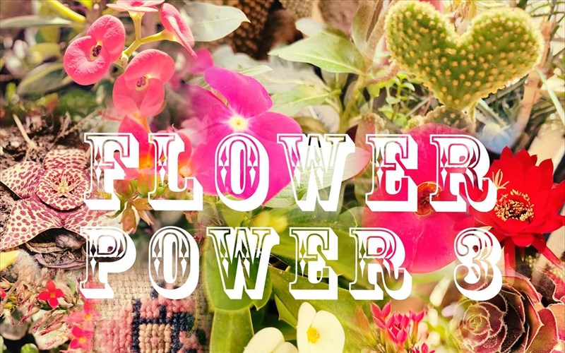 flower-power-3-se-ena-kipo-gemato-opou-louloudia-kai-futika-motiba-ginontai-erga-texnis