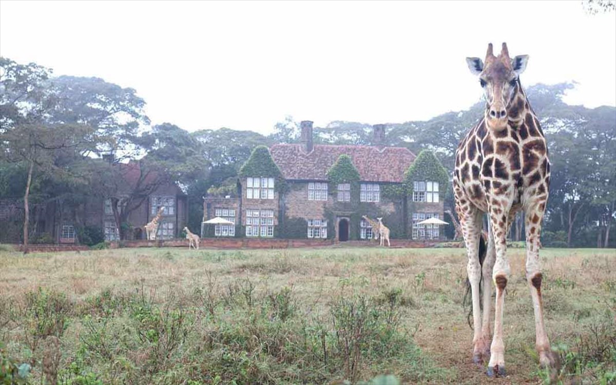 giraffe-manor