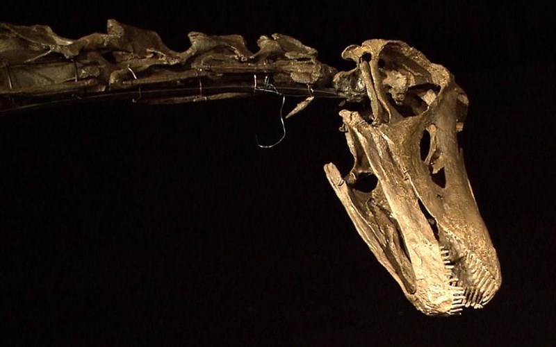 polithike-o-megaluteros-deinosauros-pou-exei-perpatisei-pote-sti-gi-megaluteros-deinosauros-pou-exei-perpatisei-pote-sti-gi