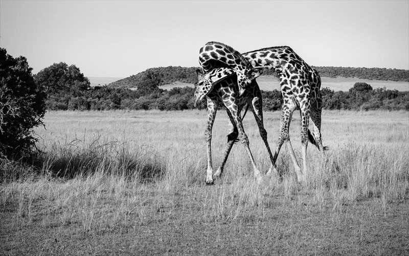 i-aigli-ton-zoon-oi-texnes-tou-kosmimatos-kai-tis-fotografias-se-mia-ekthesi