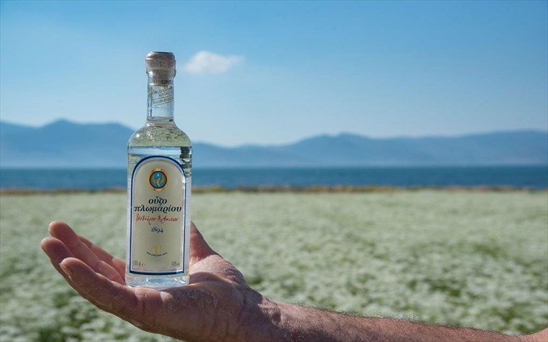 apo-ti-gi-sto-potiri-i-diadromi-tou-glukanisou-tou-ouzou-plomariou