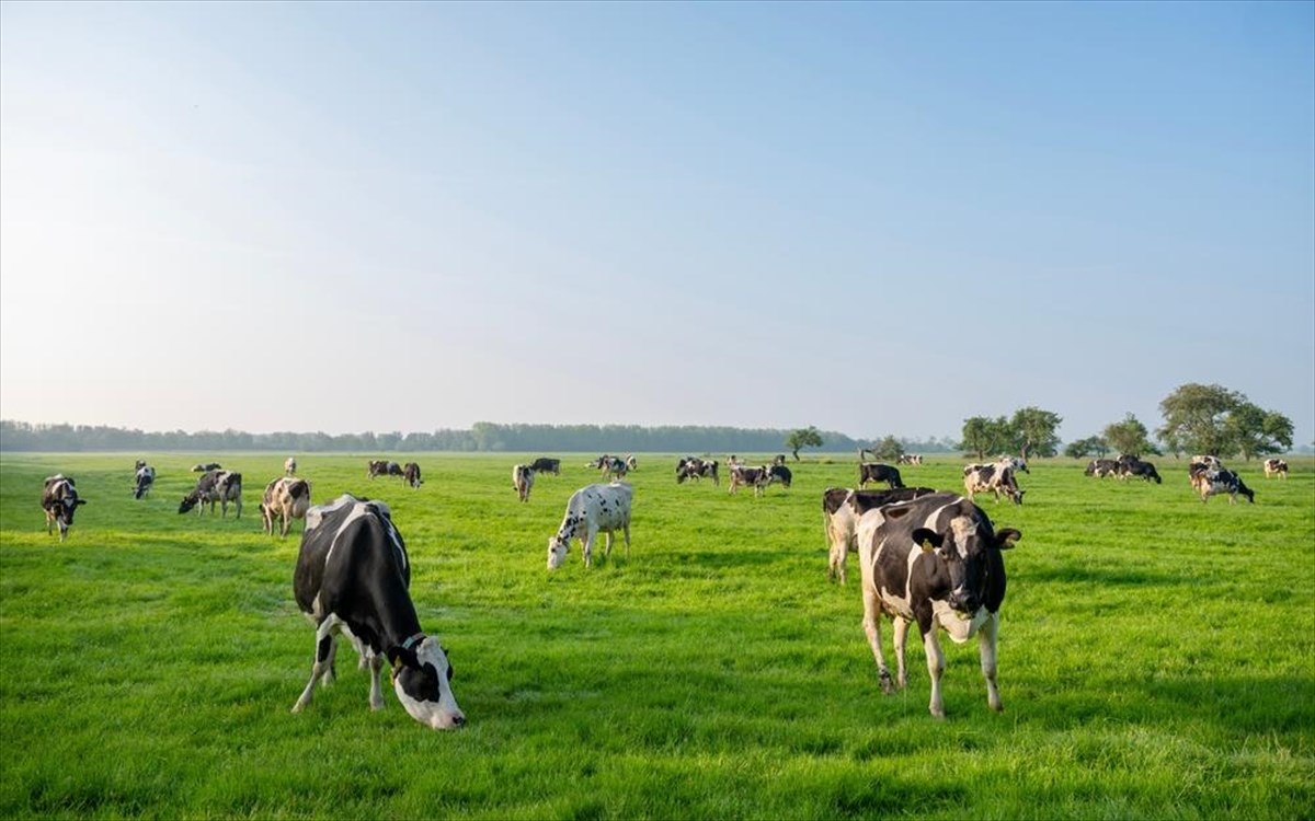 kreas-biologiko-agelades