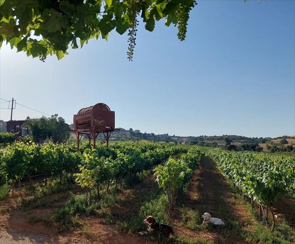 i-psuxi-tis-ellinikis-oinopoiias-xtupa-stin-argolida