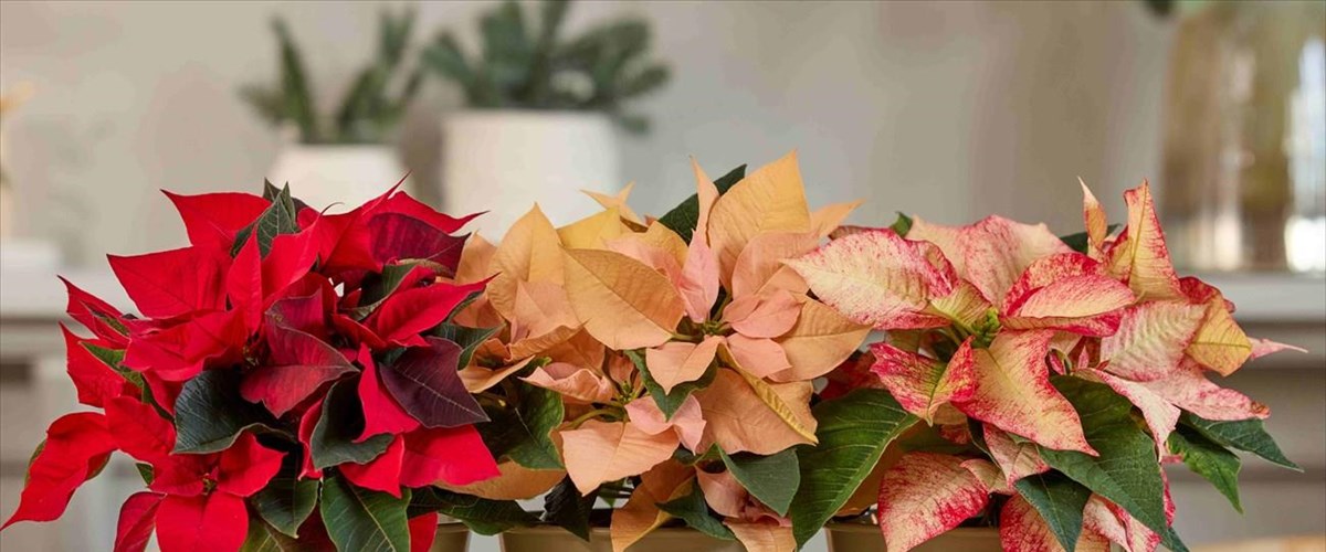 pos-na-frontisete-to-xristougenniatiko-aleksandrino-sas-gia-na-anteksei-perissotero